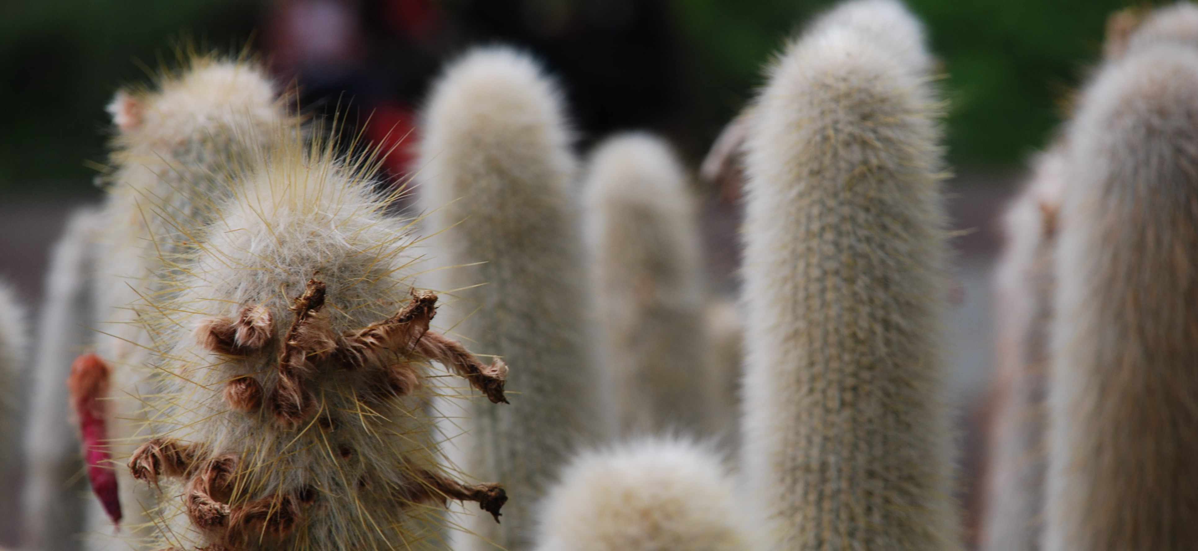 Cactus by gallas